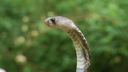 Background image for Silly Snake feat. Parry Gripp