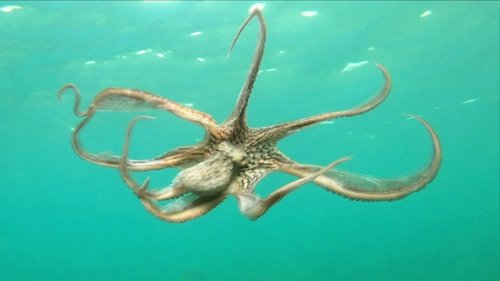 Background image for Indonesian Island Mystery