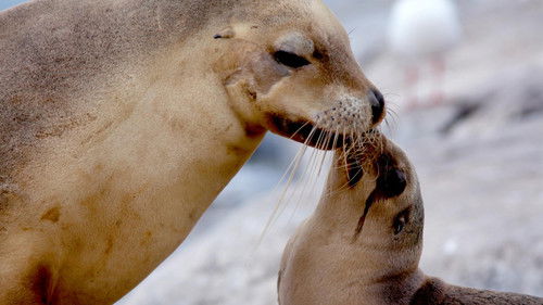 Background image for Sea Lion King