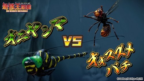 Background image for Giant Dragonfly VS Asian Giant Hornet