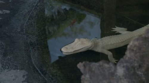 Background image for Ghost Gators