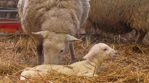 Background image for Lambing Special