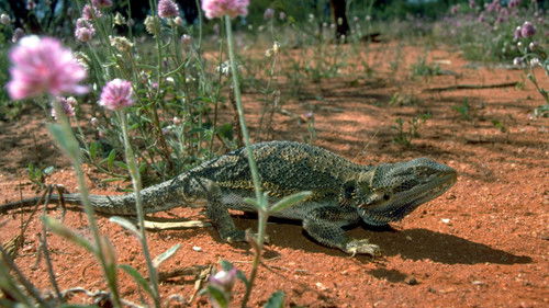 Background image for Lizards of Oz