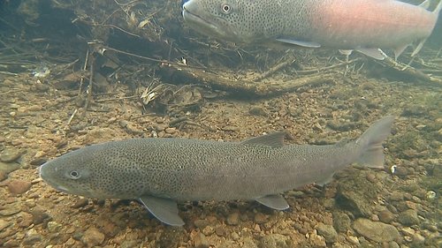 Background image for Catching Giant Fish at Lake Shumarinai