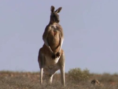 Background image for Australia