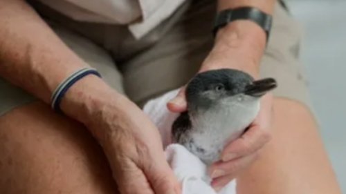 Background image for Little Penguin Rescue