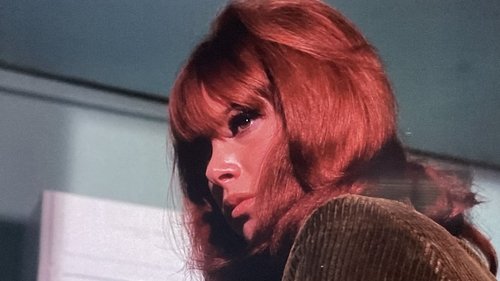 Background image for The Dog-Gone Affair