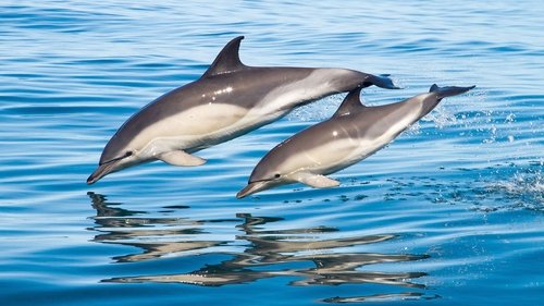 Background image for Whales & Dolphins