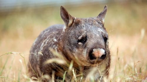 Realm of the Wombat