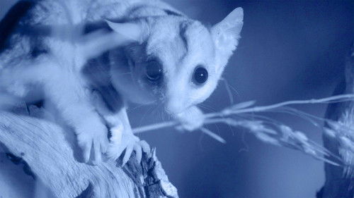 Background image for Possum Power