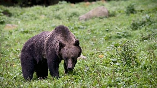 Background image for Bears of the Carpathians/Mathain nan Carpathian
