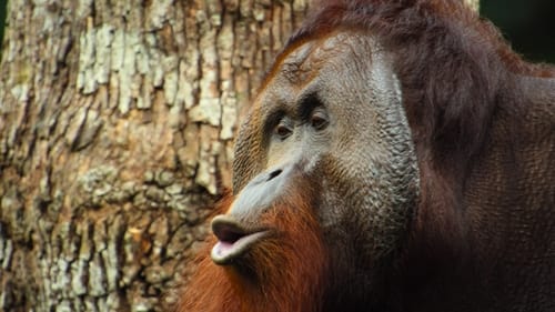 The Orangutan