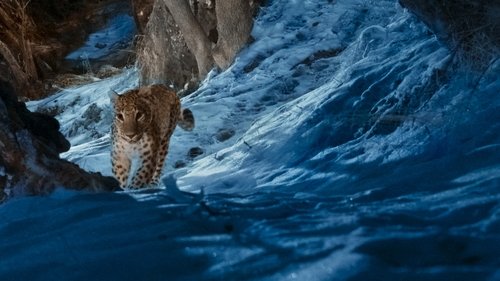 Background image for Leopards