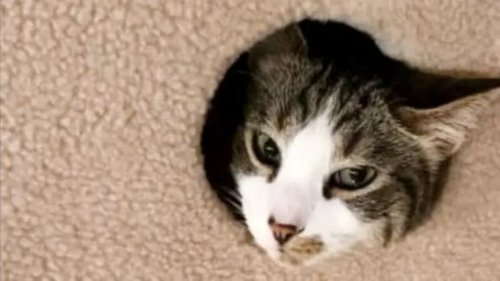Background image for Cat Sh#t Crazy!