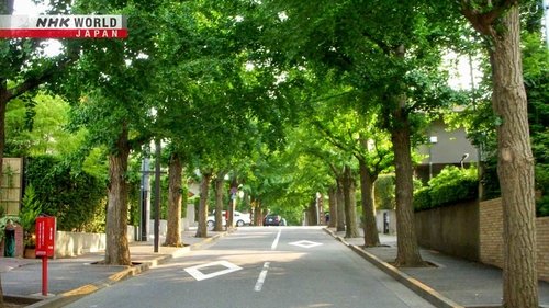 Background image for Our Breathing Cities