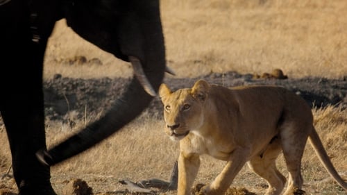 Return of the Giant Killers: Africa's Lion Kings