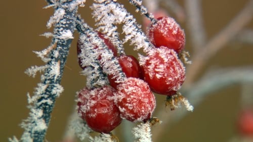 Christmas in Yellowstone