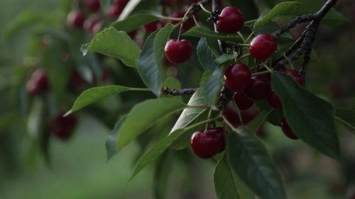 Background image for Quince & Apple | Seaquist Orchards