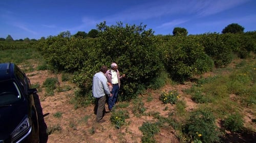 Citrus Greening, Tile