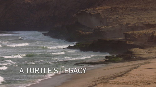 A Turtle's Legacy
