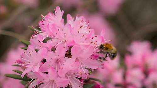 Background image for Wisley Bees