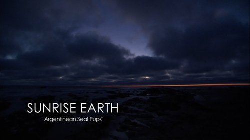 Background image for Argentinean Seal Pups