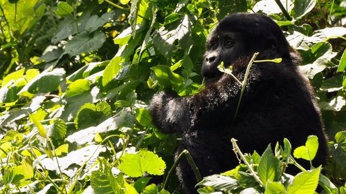 Background image for Endangered Special