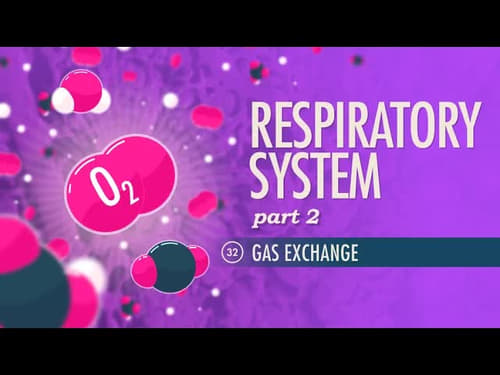 Respiratory System, Part 2