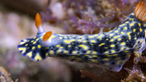 Background image for Macro Mozambique