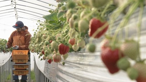 Background image for Bitter and Sweet: A Strawberry Farming Family