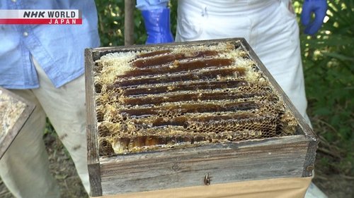 Background image for Japanese Honeybees