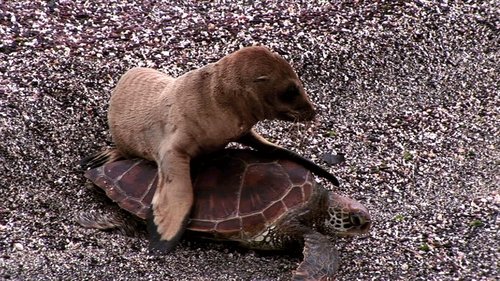 Background image for Seal Riding on a Turtle feat. Parry Gripp