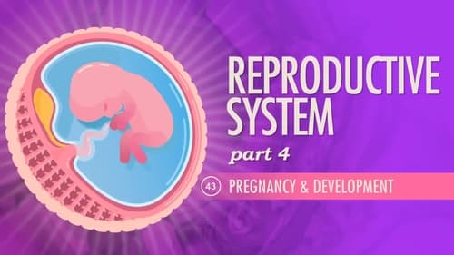 Reproductive System, Part 4 - Pregnancy & Development