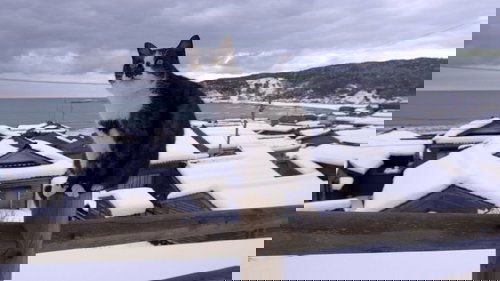Background image for Noto: A Winter Wonderland