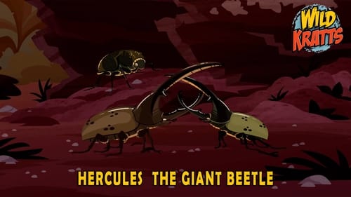 Hercules – The Giant Beetle