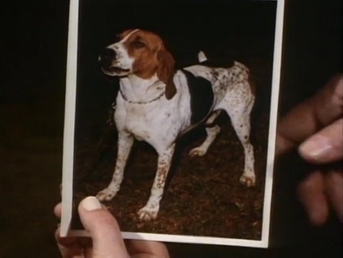 Background image for Little Dog, Gone