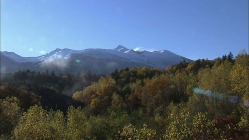Background image for Biei Forest