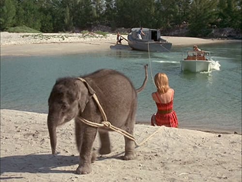 Flipper and the Elephant (2)