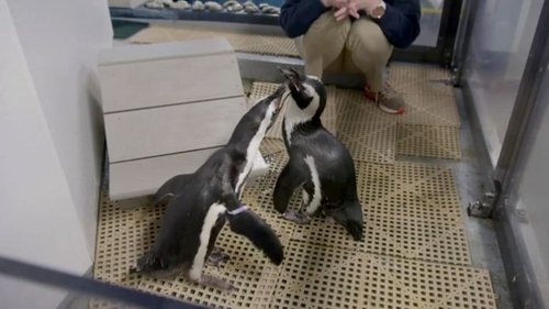 Background image for Penguins in Love