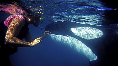 The Woman Who Swims with Killer Whales