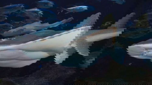 Background image for Big Momma's Surprise