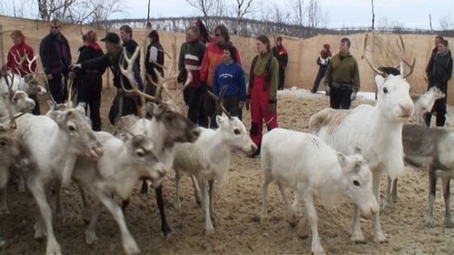 Background image for Moving Reindeer to Soeroeya