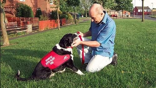 Dog Doctors and Animal Architects