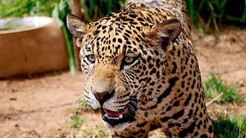 Jaguars - Born Free