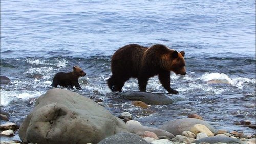 Background image for Shiretoko, Brown Bears of the Shore