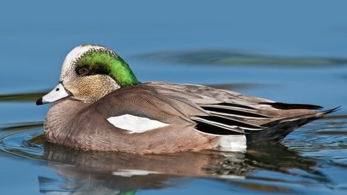 Bird Distribution, Status, and Endemism