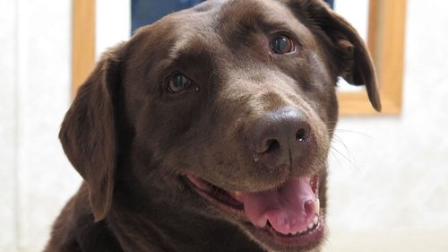 Background image for Be My Canine