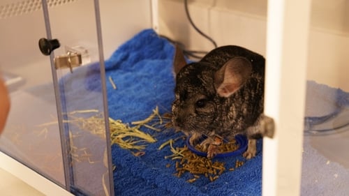 Pain in the Chinchilla