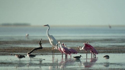 Background image for Everglades