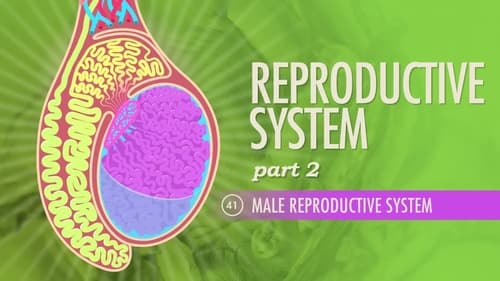 Reproductive System, Part 2 - Male Reproductive System